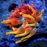 sexycorals