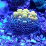 Macropora