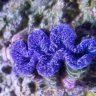 Reeferx