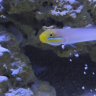 My Fish Life