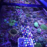 CoralGuy19