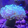 TimReef
