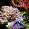 SourAngelfish