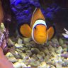 Micro Reef Tank