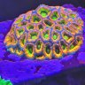 ROX'S REEF