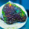 reefboy7083