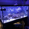 coralgallore