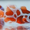 DualReefer