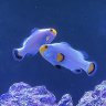 Reef_Tank_Fan_SC
