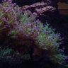 REEFDIY