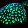 reef_rick