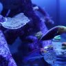 BlackLabelCorals