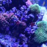 Anthony'sreef