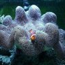 ultimate nano reef