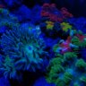 tntaquatics