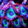 largepolyp