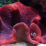 Royal_Reef