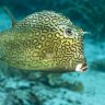 divetoday