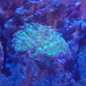 nkyreef