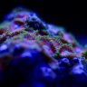 DH-Reef