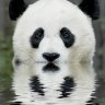BigPanda