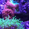 Coral Newbie