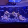 Reef of Fillory