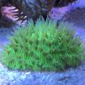 Reeffairy