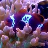 Lovemyreef2015