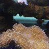 Trevrep