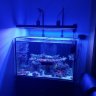ReefNoobie88