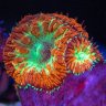 Rick Krejci