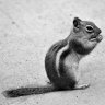 chipmunkofdoom2