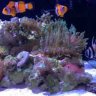 bransreef