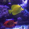 reeflife75g