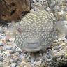 ReefHog
