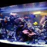 igotfish