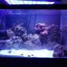 nate's reef