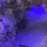 dream.reef