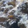 Reefmaker21