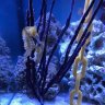 SeahorseAddict