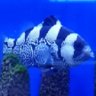 DiefsReef