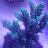 Rico's Reeftank