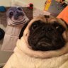 BrewPug