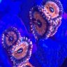 Xclusive Reef