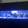 Cliffsreef