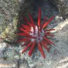 IslandLifeReef