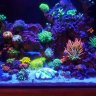 SeaWorthyKC