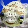 phytofish