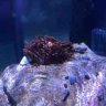 clownfish.reef